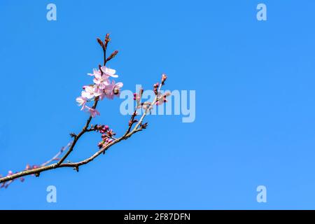 Prunus sargentii a springtime flowering cherry tree plant with pink flower blossom in the spring season which is commonly known as Sargent's cherry, p Stock Photo