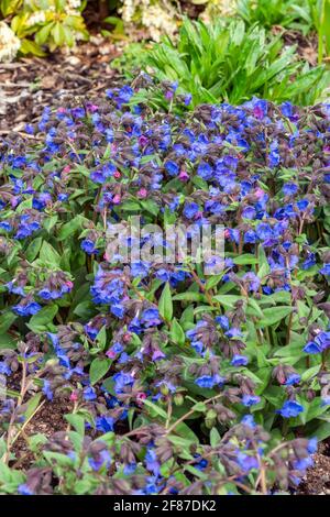 Pulmonaria 'Blue Ensign' a spring flowering plant found in the spring flower season which is commonly known  as lungwort, stock photo image Stock Photo