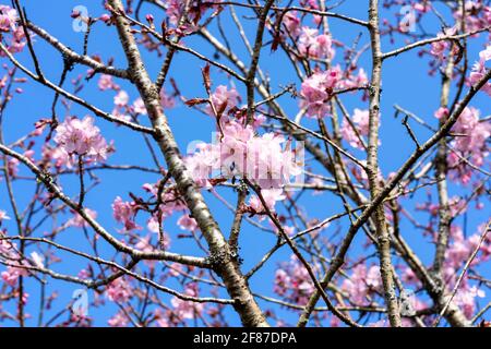 Prunus sargentii a springtime flowering cherry tree plant with pink flower blossom in the spring season which is commonly known as Sargent's cherry, s Stock Photo