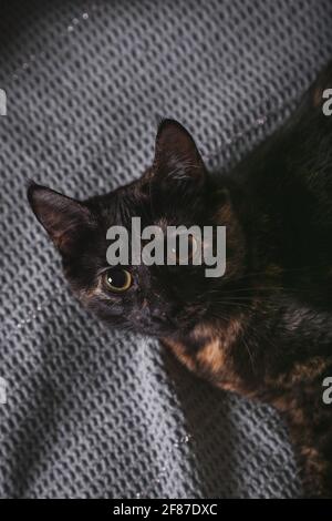 Little black cat portrait. Orange mottled black cat. Close up. Stock Photo