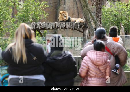 ZSL London Zoo, Regent’s Park, London, UK, 12th April 2021. London zoo reopens following the easing of Lockdown restrictions in England. Credit: amanda rose/Alamy Live News Stock Photo