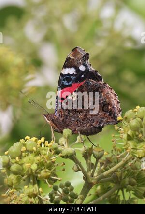 Red admiral on ivy blossoms Stock Photo