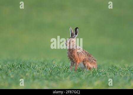 The European hare, also known as the brown hare, is a species of hare native to Europe and parts of Asia. Stock Photo