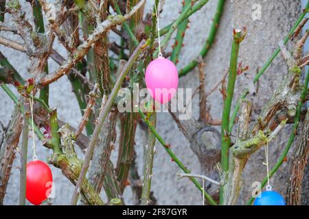 pink plastic easter egg hanging on a rose bush Stock Photo