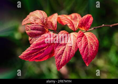 Bright red leaves on a green background. Beautiful autumn background. Spiraea Japonica close up. Stock Photo