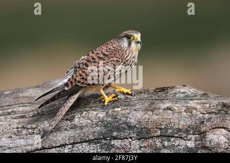 The common kestrel is a bird of prey species belonging to the kestrel group of the falcon family Falconidae. Stock Photo