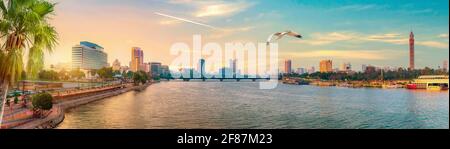 Seagull over downtown of Cairo at sunset Stock Photo