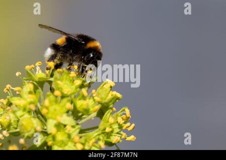 Furry bumblebee (Bombus Terrestris) sitting on the blossoms of an ivy and drinking nectar. The bumblebee is covered with pollen that reflects in the s Stock Photo