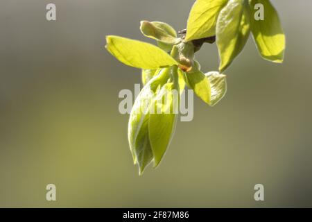 New Leaves and Buds in Persimmon Garden. Tiny New Grown Leaves Emerging From Twig on Spring Day. Macro Photo on Natural Blurred Background Stock Photo