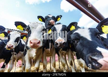 Livestock cow farm. Herd of black white cows are looking at the camera with interest. Breeding cows in free animal husbandry. Cowshed Stock Photo