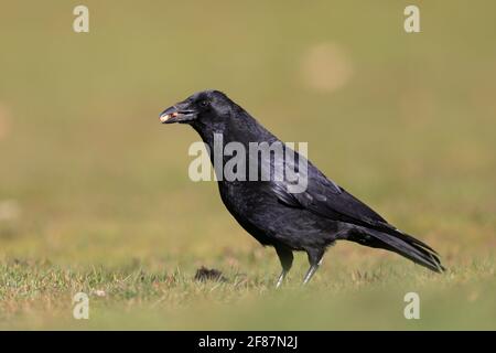 The carrion crow is a passerine bird of the family Corvidae and the genus Corvus which is native to western Europe and the eastern Palearctic. Stock Photo