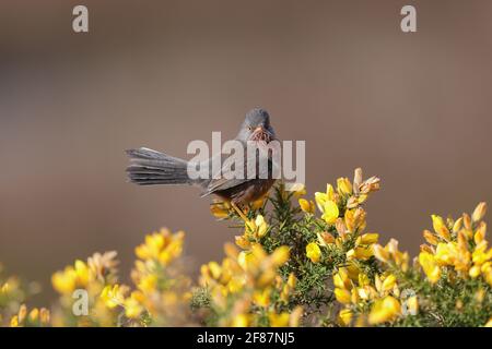 The Dartford warbler is a typical warbler from the warmer parts of western Europe and northwestern Africa. Stock Photo