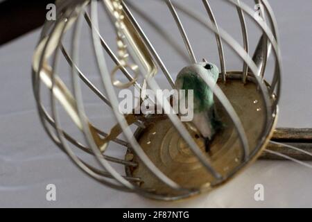 Stuffed bird in an old golden cage from an abandoned house Stock Photo