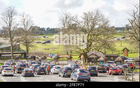 Bewdley, UK. 12th April, 2021. With the lifting of many lockdown restrictions today, visitors flock to West Midland Safari Park as local attractions reopen for business. After only an hour of opening, queues are already long, not only at the park's entrance, but also within the four-mile Safari Drive-Through Experience - such is the popularity of this amazing Midlands safari park. Stock Photo
