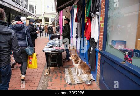 Brighton UK 12th April 2021 - This hound is delighted to see The North Laine area of Brighton being packed with shoppers as the next stage of lockdown easing begins in England with non essential shops being allowed to reopen : Credit Simon Dack / Alamy Live News Stock Photo