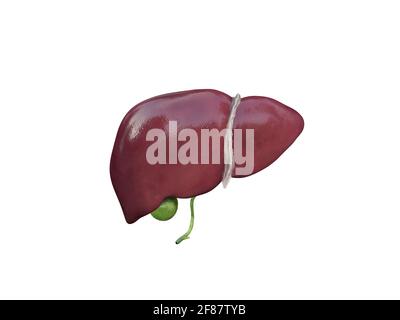 liver and gallbladder anatomy structure. hepatic system organ, Human liver for medical drugs, pharmacy and education design. 3D rendering, Illustratio Stock Photo