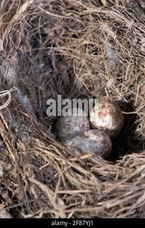 Common redpoll nest and eggs in the wild. nesting mealy redpoll. Stock Photo