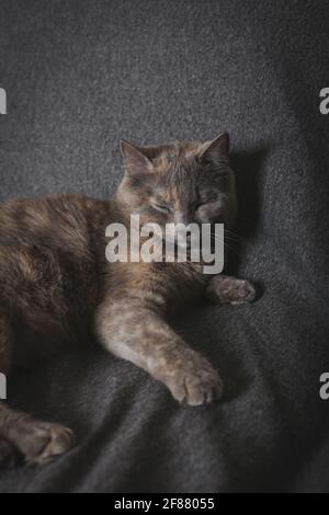 Gray British shorthair sleeping on her seat. Her name is Maya. Stock Photo