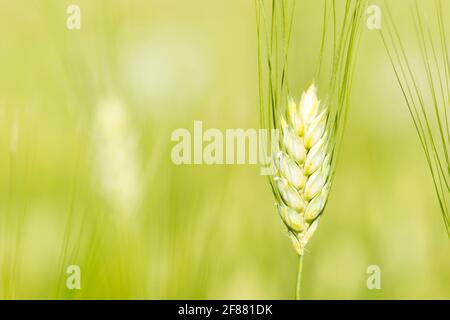 Single unripe barley ear in a field Stock Photo