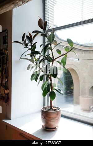 Ficus in the interior. Large leaves of rubber ficus. Stock Photo