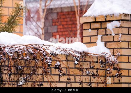 Wild grapes on a brick fence in winter covered with snow. Stock Photo