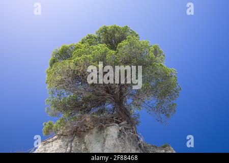 Lonely tree on a cliff against the background of the purest blue sky