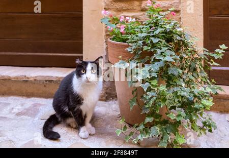 Homeless black and white cat on a street in an italian city Stock Photo