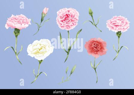 Watercolor carnation flowers set illustration Stock Vector
