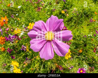 Single Zinnia wildflower in a wildflower field seen from above Stock Photo
