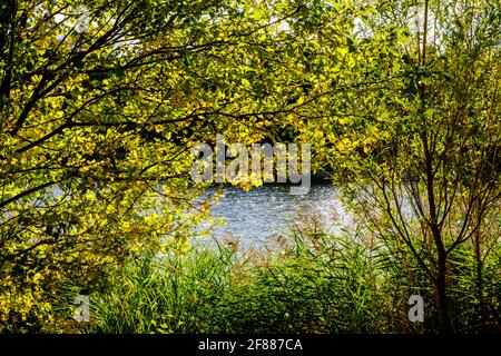 Autumn sunlight shining through trees by water, Rushcliffe Country Park, Ruddington, Nottinghamshire, England, UK Stock Photo