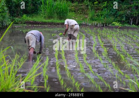 Two men sowing rice in field in rural Bali, Indonesia Stock Photo