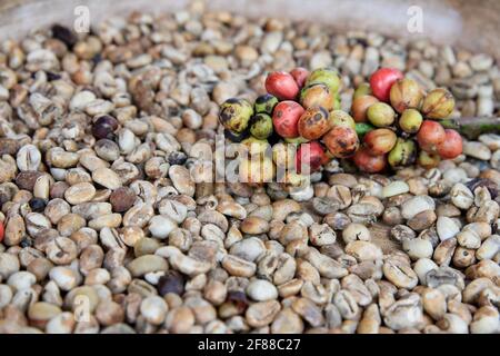 Coffee beans and red coffee berries in Bali, Indonesia Stock Photo