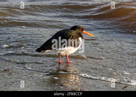 Haematopus ostralegus, Eurasian oystercatcher, standing in beach water in the golden light of a spring morning. Stock Photo