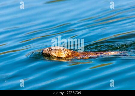 A muskrat (Ondatra zibethicus) swimming in Baum Lake in northern California Stock Photo