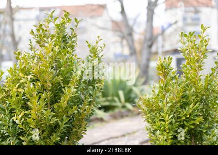 Boxwood bush in the garden. Stock Photo