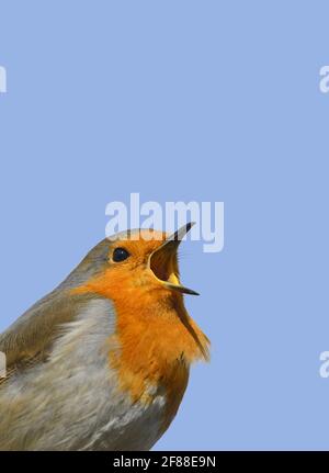 European Robin (Erithacus rubecula) singing Stock Photo