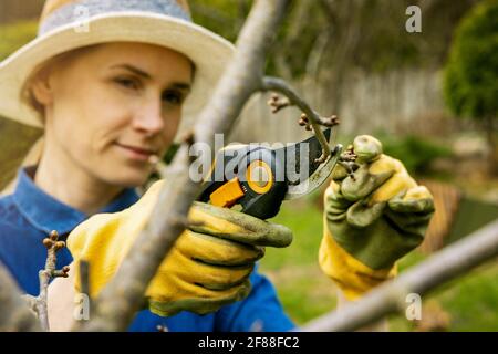 woman cut cherry tree branch with pruning shears. spring gardening Stock Photo