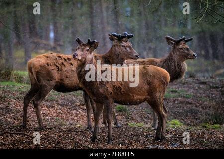 Dülmen, NRW, Germany. 12th Apr, 2021. A trio of red deer stags (dama dama, male), their new growing antlers covered in velvet, seek shelter from the sudden changeable weather with spells of sunshine and hail as well as snow showers, in the expansive woodlands at Dülmen Wildlife Reserve in the Münsterland countryside. Credit: Imageplotter/Ģ����ý Live News Stock Photo