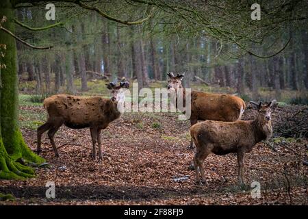 Dülmen, NRW, Germany. 12th Apr, 2021. A trio of red deer stags (dama dama, male), their new growing antlers covered in velvet, seek shelter from the sudden changeable weather with spells of sunshine and hail as well as snow showers, in the expansive woodlands at Dülmen Wildlife Reserve in the Münsterland countryside. Credit: Imageplotter/Ģ����ý Live News Stock Photo