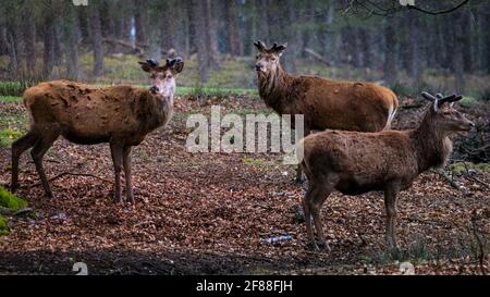Dülmen, NRW, Germany. 12th Apr, 2021. A trio of red deer stags (dama dama, male), their new growing antlers covered in velvet, seek shelter from the sudden changeable weather with spells of sunshine and hail as well as snow showers, in the expansive woodlands at Dülmen Wildlife Reserve in the Münsterland countryside. Credit: Imageplotter/Ģ����ý Live News Stock Photo