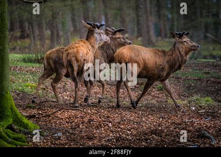 Dülmen, NRW, Germany. 12th Apr, 2021. A trio of red deer stags (dama dama, male), their new growing antlers covered in velvet, seek shelter from the sudden changeable weather with spells of sunshine and hail as well as snow showers, in the expansive woodlands at Dülmen Wildlife Reserve in the Münsterland countryside. Credit: Imageplotter/Ģ����ý Live News Stock Photo