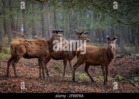 Dülmen, NRW, Germany. 12th Apr, 2021. A trio of red deer stags (dama dama, male), their new growing antlers covered in velvet, seek shelter from the sudden changeable weather with spells of sunshine and hail as well as snow showers, in the expansive woodlands at Dülmen Wildlife Reserve in the Münsterland countryside. Credit: Imageplotter/Ģ����ý Live News Stock Photo