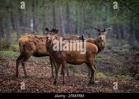 Dülmen, NRW, Germany. 12th Apr, 2021. A trio of red deer stags (dama dama, male), their new growing antlers covered in velvet, seek shelter from the sudden changeable weather with spells of sunshine and hail as well as snow showers, in the expansive woodlands at Dülmen Wildlife Reserve in the Münsterland countryside. Credit: Imageplotter/Ģ����ý Live News Stock Photo