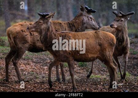 Dülmen, NRW, Germany. 12th Apr, 2021. A trio of red deer stags (dama dama, male), their new growing antlers covered in velvet, seek shelter from the sudden changeable weather with spells of sunshine and hail as well as snow showers, in the expansive woodlands at Dülmen Wildlife Reserve in the Münsterland countryside. Credit: Imageplotter/Ģ����ý Live News Stock Photo