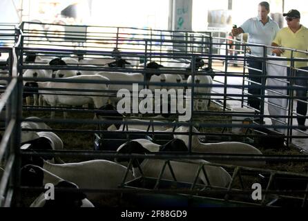salvador, bahia / brazil - december 2, 2016: Sheep breeding is seen in Salvador City Exhibition Park during during Farming Exhibition. *** Local Capti Stock Photo