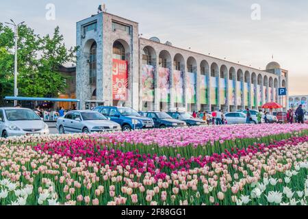 BISHKEK, KYRGYZSTAN - MAY 5, 2017: Patch of tulips on the Chuy avenue in Bishkek, capital of Kyrgyzstan. Stock Photo