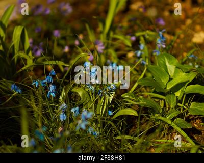 A wild-looking patch of bluebells and purple flowers in warm, late afternoon spring sunlight. Stock Photo