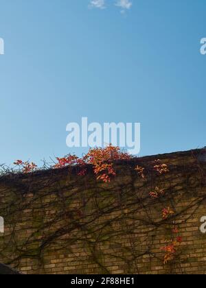 An ivy plant finds an unusual home growing up a brick wall, crowned with some bright red and gold foliage, all against a powder blue sky. Stock Photo