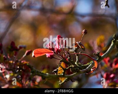 Brightly lit, richly coloured sprig of cherry tree blossom emerging in to strong, warm spring sunshine from a gnarled and lichen covered branch. Stock Photo