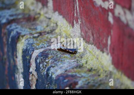 macro shot of a brown shard of glass on a moss covered stone wall of an industrial hall Stock Photo